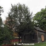 English Oak Tree, Large English Oak Tree | Tree:Oak+English at Tree-Pictures.com