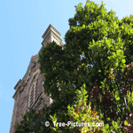 Tall English Oak Tree Used In Church Landscape | Tree:Oak+English at Tree-Pictures.com