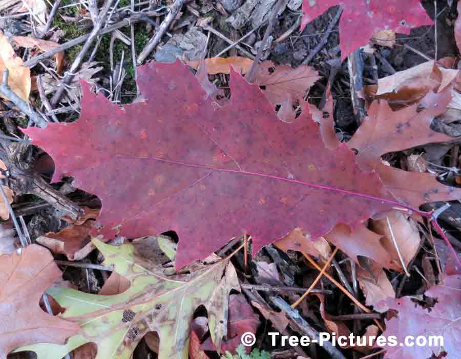 Oak Leaf Picture, Deciduous Oak Sheds Its Leaves in Autumn | Trees:Oak:Red at Tree-Pictures.com
