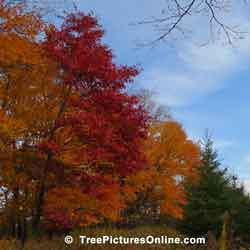 Oak Trees, Large Old Oak Tree in Full Red Autumn Leaf Colors | Tree:Oak+Autumn at Tree-Pictures.com