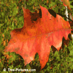 Oak Tree Leaf Picture, Picture of a Autumn Red Oak Tree Leaves