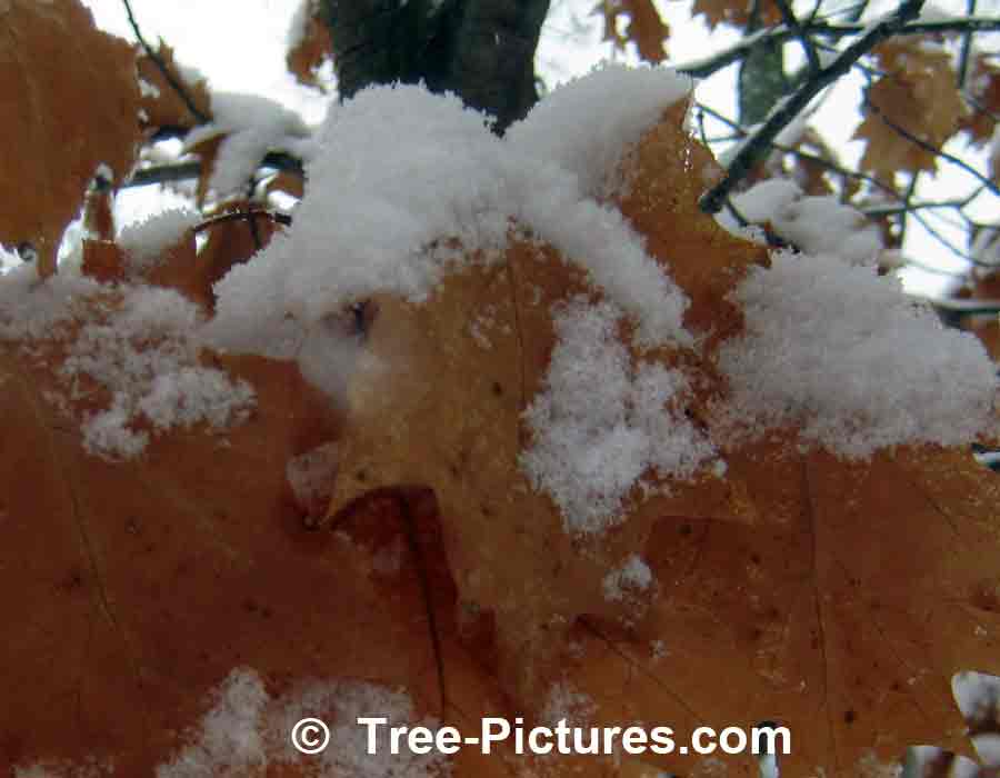 Oak Leaves: Brown Winter Oak Tree Leaves | Trees:Oak:Leaves at Tree-Pictures.com