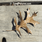 Oak Tree Leaf Species Leaf Fallen from the Tree | Tree:Oak+Red+Leaf at Tree-Pictures.com