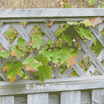Pictures of Oak Trees; Autumn Leaves of Red Oak Trees | Tree:Oak+Red+Leaf Tree-Pictures.com