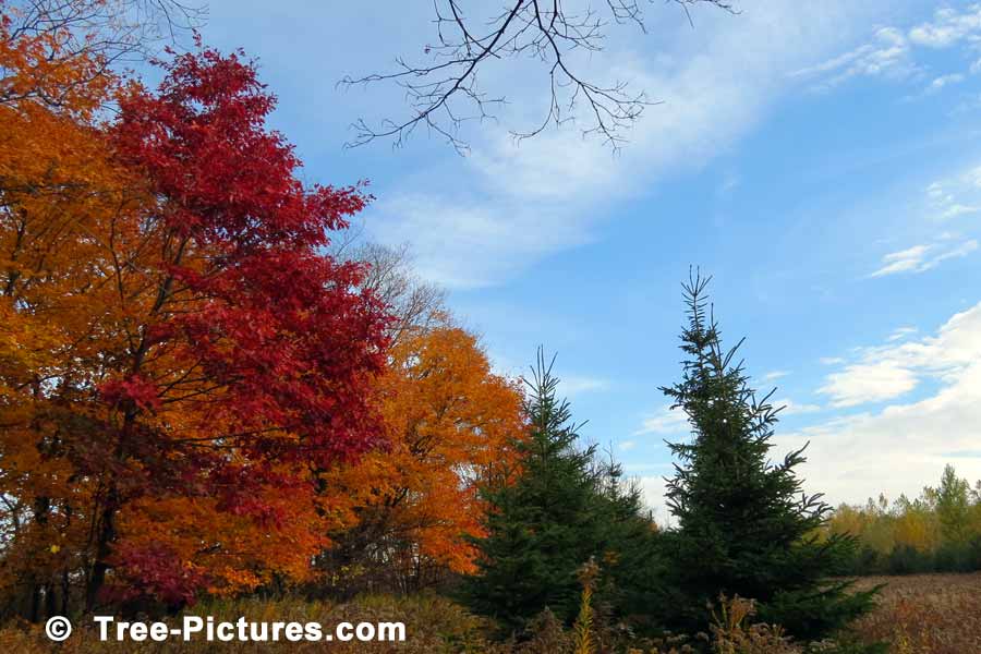 Oak Trees: Autumn Oaks Displaying Their Bright Autumn Colors | Trees:Oak: at Tree-Pictures.com