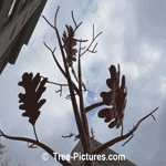 Oak Leaf Art: Urban Sculpture of Oak Tree Species | Tree:Oak+Leaf at Tree-Pictures.com