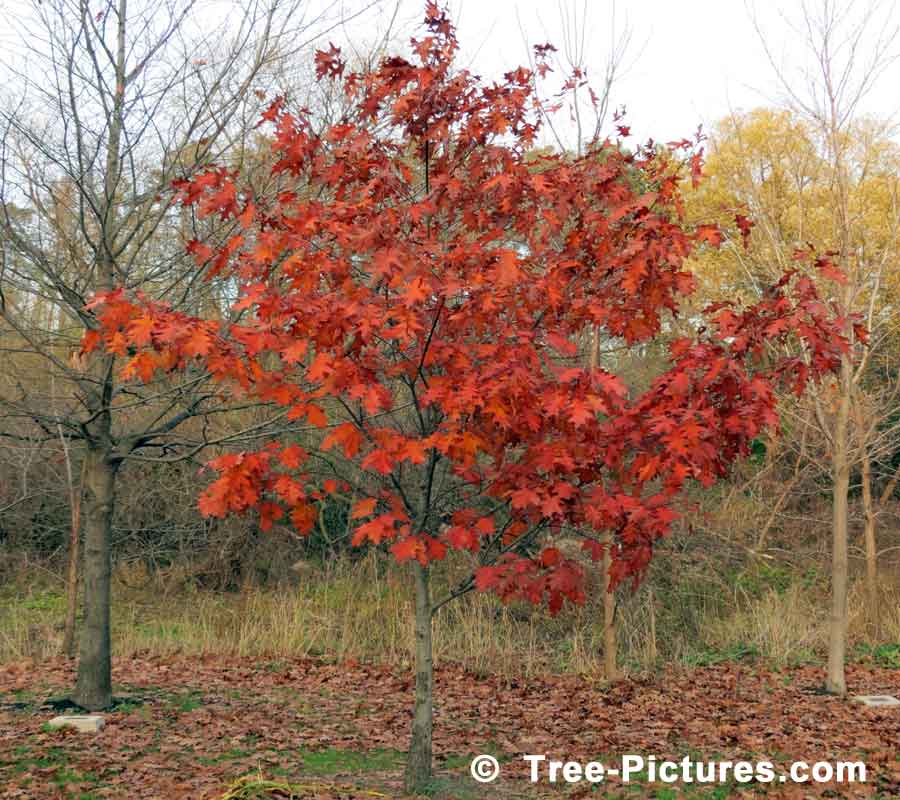 Oak Tree Pictures, New Oak Tree with Wooden Bridge in Background Image