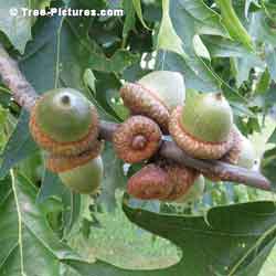 Oak Tree Acorn, New Bounty of Green Oak Tree Acorns Pic | Tree:Oak+Acorns at Tree-Pictures.com