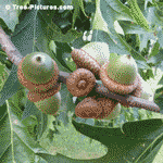 Oak Tree Photo, Picture of a Big Old Oak Tree