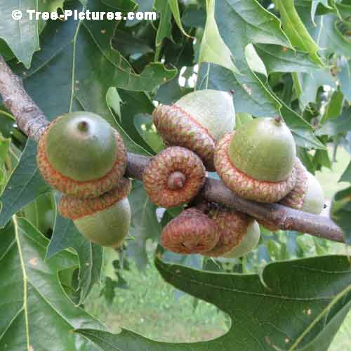 Oak Tree Pictures, Green Oak Tree Acorns Bounty Pic