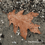 Oak Tree Leaf Picture, Picture of a Autumn Red Oak Tree Leaves