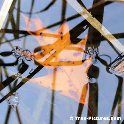 Oak Tree Pictures, Orange Oak Tree Leaf Amongst the Pond's Bulrushes