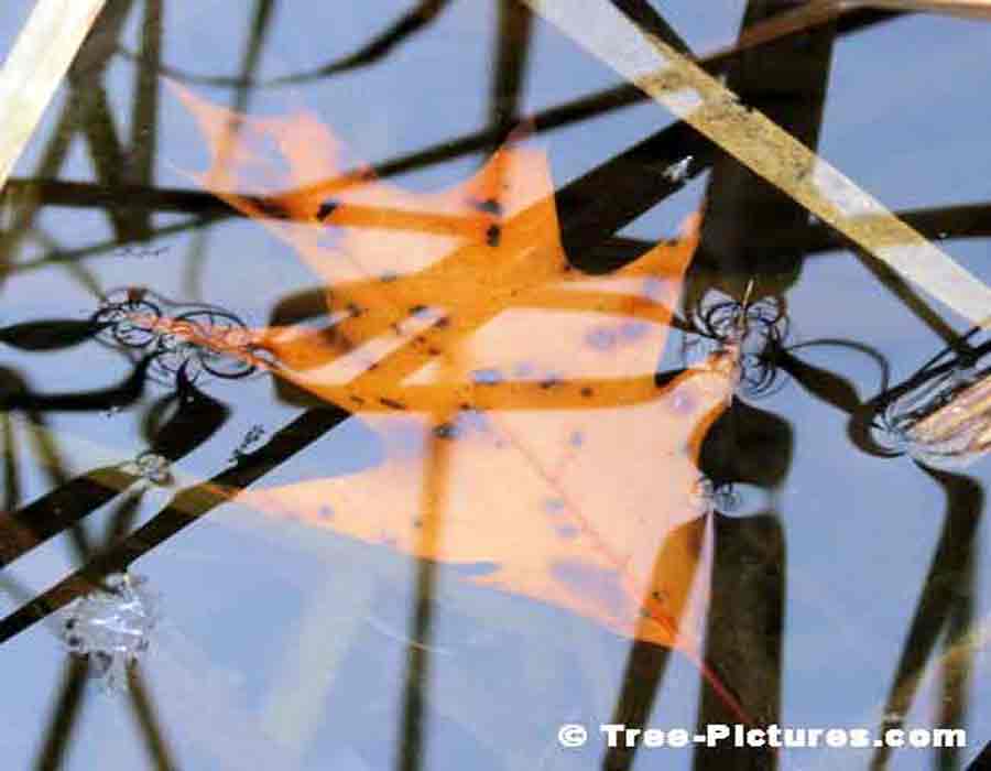 Oak Tree Leaf: Picture of a Orange Oak Tree Leaf in the Pond | Trees:Oak:Red at Tree-Pictures.com