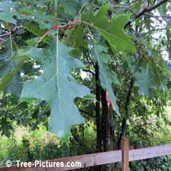 Oak Tree Leaves, Big Green Oak Leaves Pic | Tree:Oak+Leaves at Tree-Pictures.com