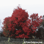 Oak tree picture
