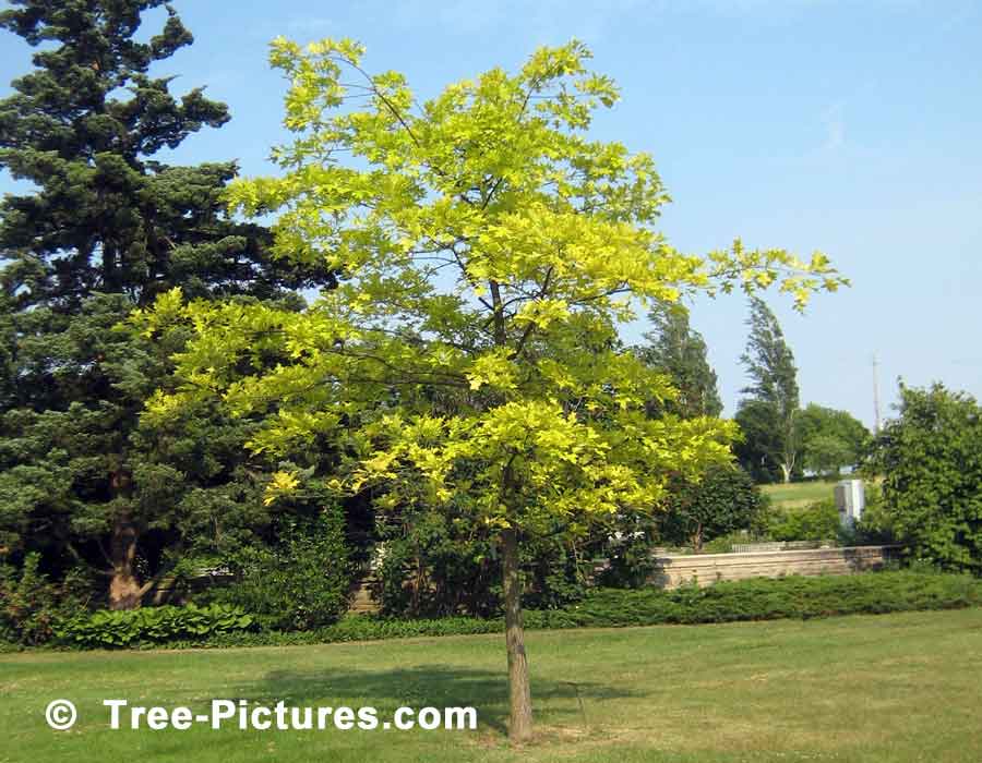 Oak Trees, Young Pin Oak Tree Showing Striking Bright Green Leaves of Pin Oak | Trees:Oak:Red at Tree-Pictures.com