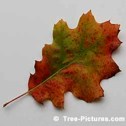 Oak Trees, Red Oak Leaf Fall Colors at Tree-Pictures.com