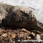 Pictures of Oak Trees: Windswept Red Oak Leaves| Tree:Oak+Red+Leaves at Tree-Pictures.com