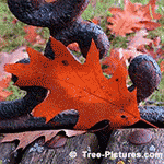 Images of Oak Trees: Red Oak Type Trees Leaf | Tree:Oak+Red+Leaf Tree-Pictures.com