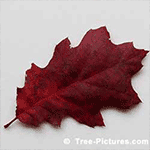 Oak Tree; Pictures of Oak Trees; Fall Red Oak Tree Types Leaf | Tree:Oak+Leaf Tree-Pictures.com