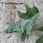 Red Oak: Leaf of Red Oak Tree | Tree:Oak+Red+Leaf at Tree-Pictures.com