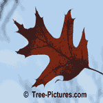 Oak Tree Leaf: Spring Oak Leaf in Sun