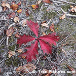 Red Oak: Quercus rubra, Autumn Picture of New Growth of a Red Oak Tree | Tree:Oak+Red+Leaf Tree-Pictures.com