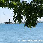 Pictures of Oak Trees: Red Oak Leaves | Tree:Oak+Red+Leaves at Tree-Pictures.com