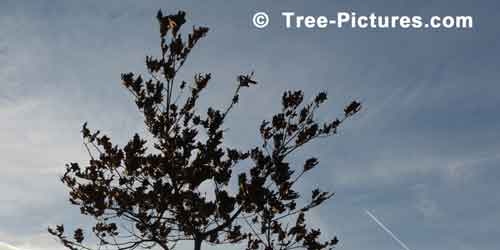 Red Oak: Red Oak Tree against a Blue Sky | Tree:Oak+Red @ Tree-Pictures.com