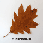 Red Oak: Autumn Leaf of Red Oak Tree | Tree:Oak+Red+Leaf at Tree-Pictures.com