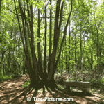 Red Oak: Forest Red Oak Tree | Tree:Oak+Red at Tree-Pictures.com