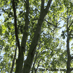 Red Oak: Branches of Red Oak Tree | Tree:Oak+Red+Wood at Tree-Pictures.com