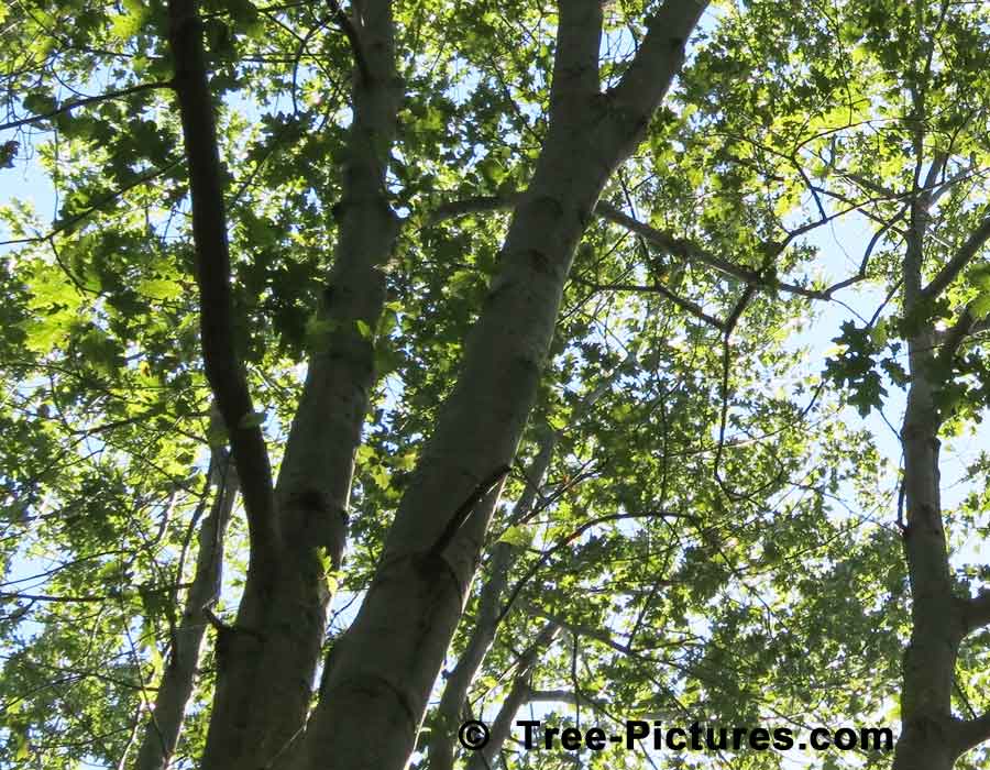Red Oak Tree Branches in Summer | Trees:Oak:Red at Tree-Pictures.com