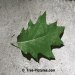 Red Oak: Leaf of Red Oak Tree | Tree:Oak+Red+Leaf at Tree-Pictures.com