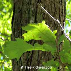 Oak Trees, Bark and Leaves of White Oak Tree | Tree:Oak+White at Tree-Pictures.com