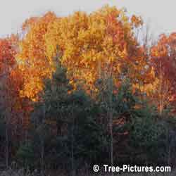 Oak Leaves, Colorful Majestic Yellow Oak Tree Leaves Photo | Tree:Oak+Leaves at Tree-Pictures.com