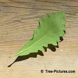 Oak Tree Pictures, White Oak Leaf Reverse View | Tree:Oak+White+Leaf at Tree-Pictures.com