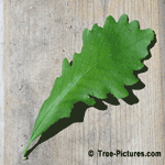 White Oak: New Leaf of White Oak Tree | Tree:Oak+White+Leaf at Tree-Pictures.com