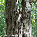 White Oak: Trunk of White Oak Tree | Tree:Oak+White+Wood at Tree-Pictures.com