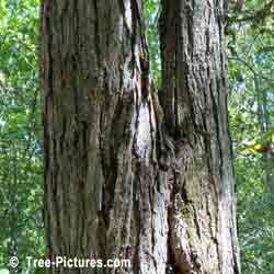 Oak Tree Pictures, Bark and Trunk of White Oak Tree at Tree-Pictures.com