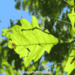 White Oak: Newer Leaf of White Oak Tree | Tree:Oak+White+Leaf at Tree-Pictures.com