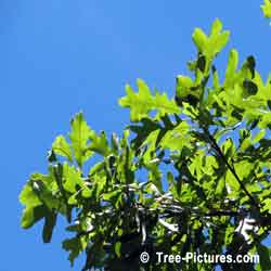 Oak Tree Photos, White Oak Tree Leaves | Tree:Oak+White+Leaves at Tree-Pictures.com