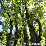 White Oak: Few White Oak Trees | Tree:Oak+White at Tree-Pictures.com