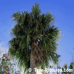 Pictures of Palm Trees: Palm Berry Fruit, Fonds and Bark of a Palm Tree