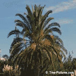 Palm Tree Pictures Gallery @ Tree-Pictures.com