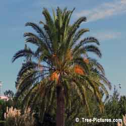 Bermuda Palm Trees, Picture of Nice Palm Tree Sunset near Groto Bay Beach, Castle Harbour, Bermuda