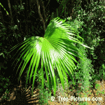 Palm Tree Frond