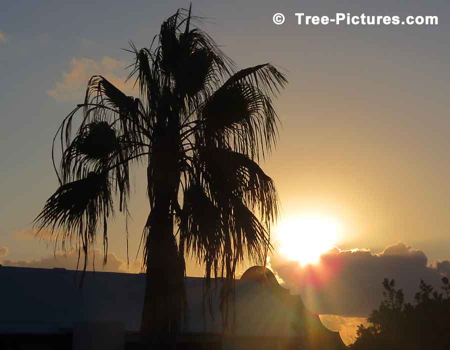 tree picture