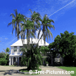 Palm Trees | Tree+Palm+Fronds @ Tree-Pictures.com