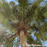 Palm Berry: Green Berries, Fruit of Palm Tree